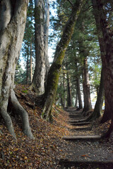 落ち葉の降り積もった参道。A trail with fallen leaves at the shrine. 旅行、旅先、シルバーウィーク、紅葉、黄葉。縦写真。