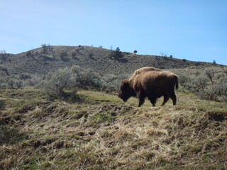 Montana Bison