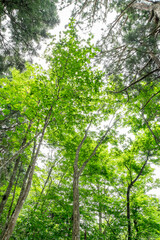 新緑の杉の森　立山美女平