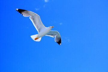  Seagull flying into the blue sky 
