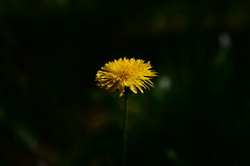 yellow dandelion