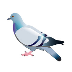 Natural colour dove on white background