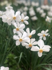 Naklejka na ściany i meble white Daffodils in the fields at spring