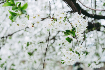 Blooming white flowers on the tree