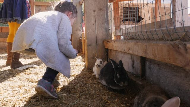 Young Little Girl Petting A Rabbit. Real time hand held video as girl is petting the rabbits.