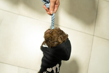 Brown Spanish water dog with big brown eyes and adorable face, playing with light blue rope. Inner portrait.