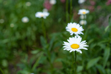 Chamomile growing in the garden