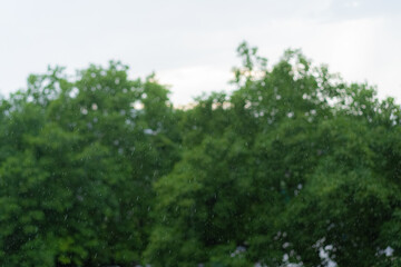 Fototapeta na wymiar Rain on the background of trees