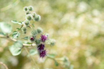 Burdock growing and blooming in nature