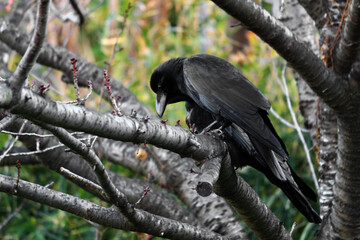 A crow perching on a deciduous tree in the autumn forest
