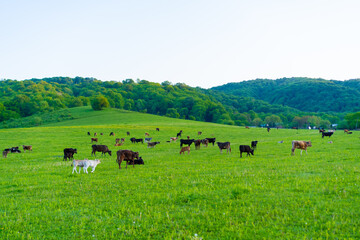 Cows graze in the meadow