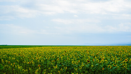 Sunflowers growing in the field