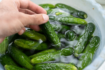 Cucumbers in water for pickling