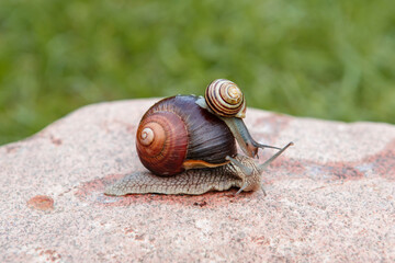 A small snail sits on a large snail that crawls on a rock