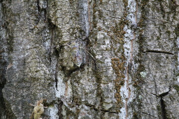 cicala