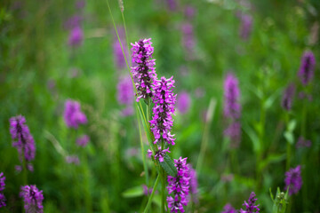 Wild flower. Plant in the field. 