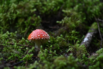 Fly agaric mushroom on the green moss bed