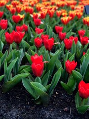 red tulips in a garden