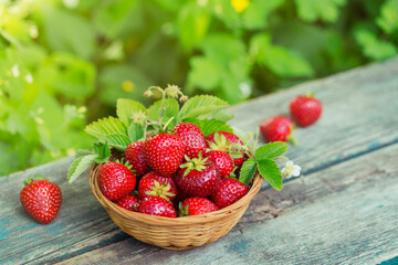 A bowl of red juicy strawberries on rustic wooden table against the background of blured greens. Healthy and diet snack food concept.