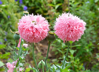 Ziermohn