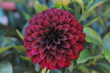 red dahlia flower