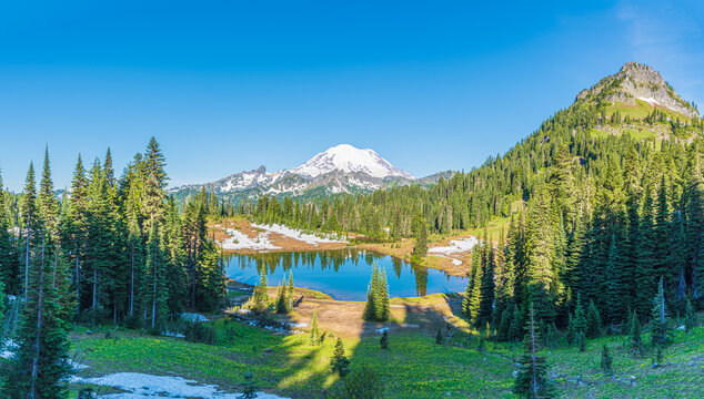 Mount Rainier East Face Panorama with Mount Tamanos, Tipsoo Lake and Yellow-Green Wildflowers in July