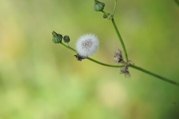 dandelion seed head