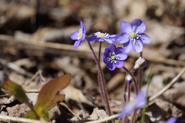 Hepatica