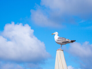 a white big seagull stands on a parasol and the sky is blue
