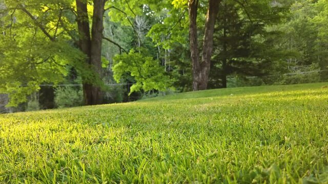 Peaceful rural backyard with golden sunset light rays.  Healthy green grass and perfect lawn with old maple trees.