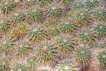 Close up of huge arrenge of cactuses in a botanical garden, nature concept