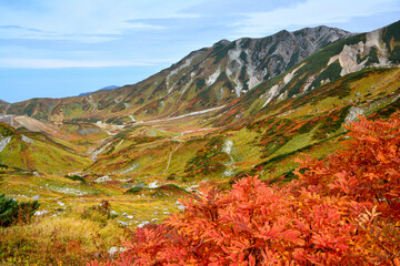 真っ赤に紅葉したナナカマドの紅葉、草紅葉、北アルプスの立山連峰の立山三山の岩肌、秋晴れの青空。旅行、旅先、シルバーウィーク、紅葉、黄葉。
