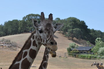 giraffe closeup