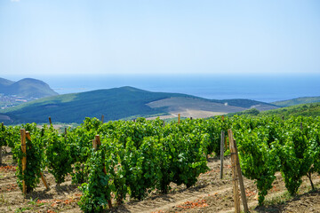 Fototapeta na wymiar beautiful view from the hill to the vineyards, mountains, sea and blue sky