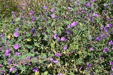 prairie en fleur