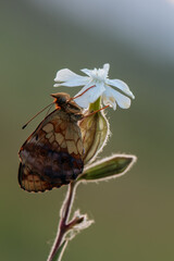 butterfly Brenthis daphne in the early morning on a bell flower on a clearing
