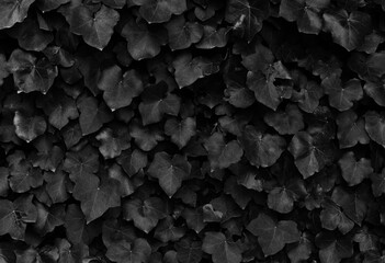 black and white texture