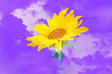 It's the Sunflower