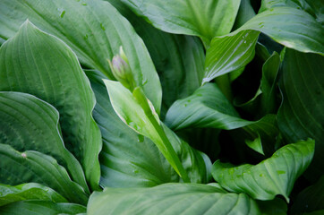 Obraz premium Fresh grass close up photo, green leaves. Green summer background