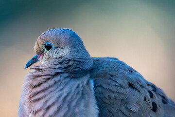 Close up of a mourning dove