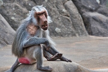 Baboon sitting on a rock