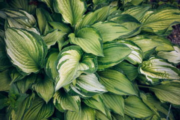 Hosta foliage background. Wallpaper with green plant leaves