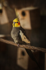Little bird