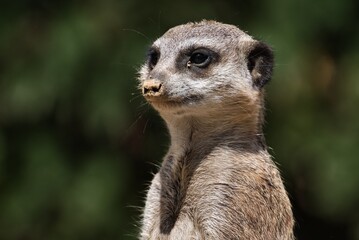 Portrait of a meerkat face