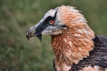 Portrait of a bearded vulture