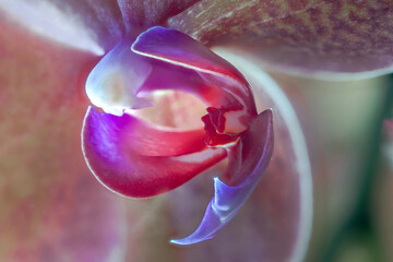 Flower of a Moth Orchid (Phalaenopsis spec)