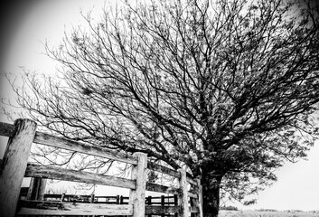 large dry tree with wooden fence