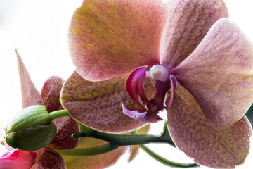 Flower of a Moth Orchid (Phalaenopsis spec)