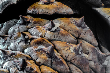 Close-up Image of a Ponderosa Pine Cone