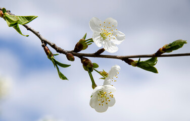 Beautiful white cherry blossom in full bloom. Spring blossom background.